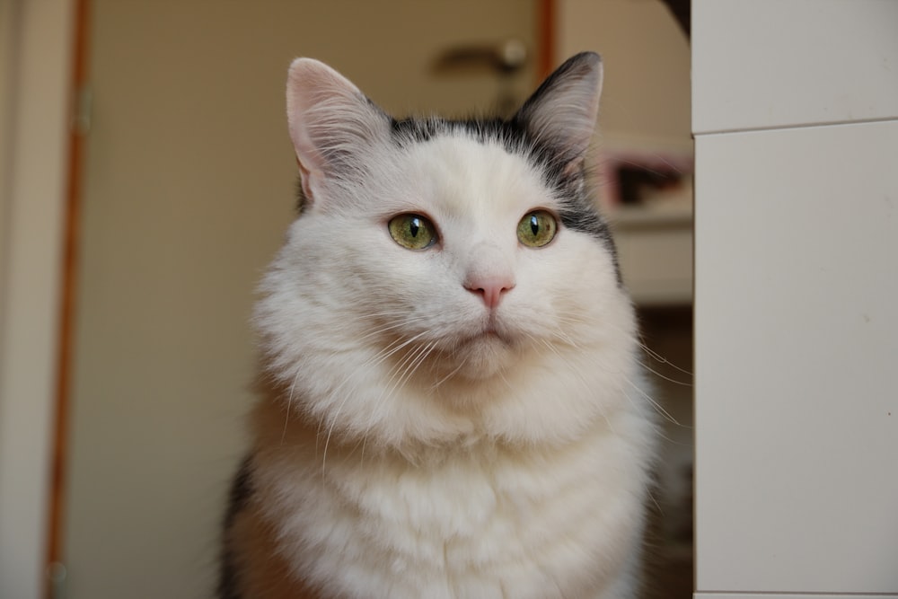 a close up of a cat looking at the camera