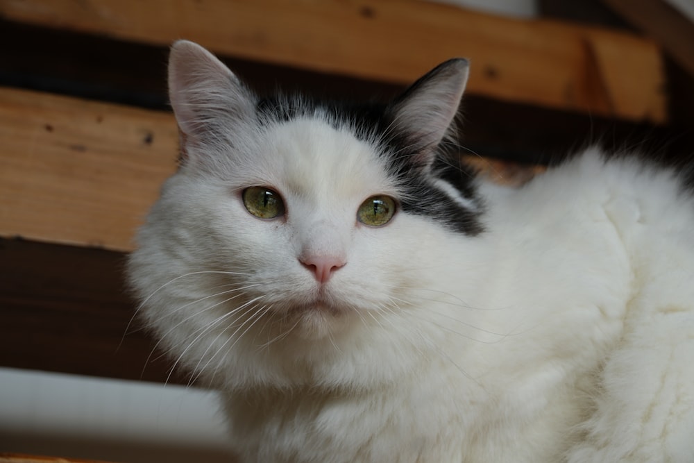 a white cat with green eyes sitting on a bench