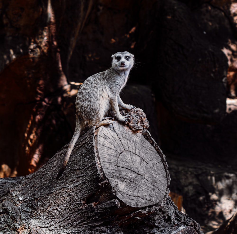 a meerkat sitting on top of a tree stump