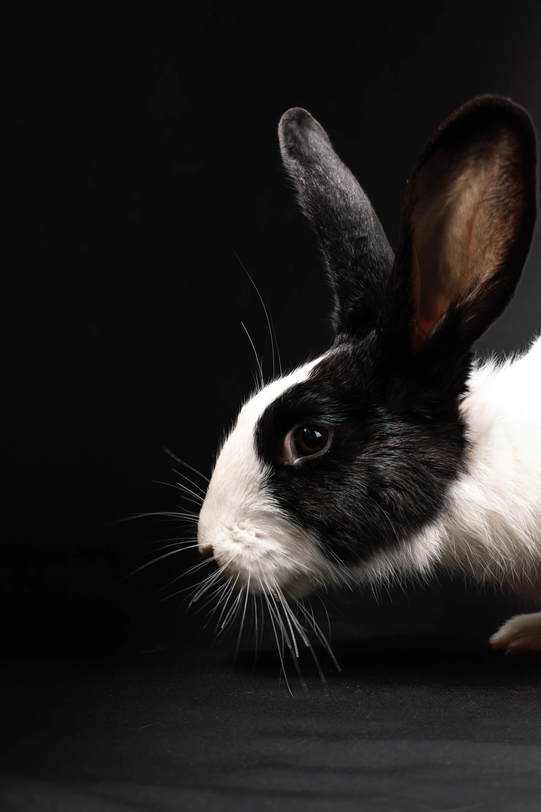 Profile of a black-and-white rabbit with Dutch markings against a black backdrop
