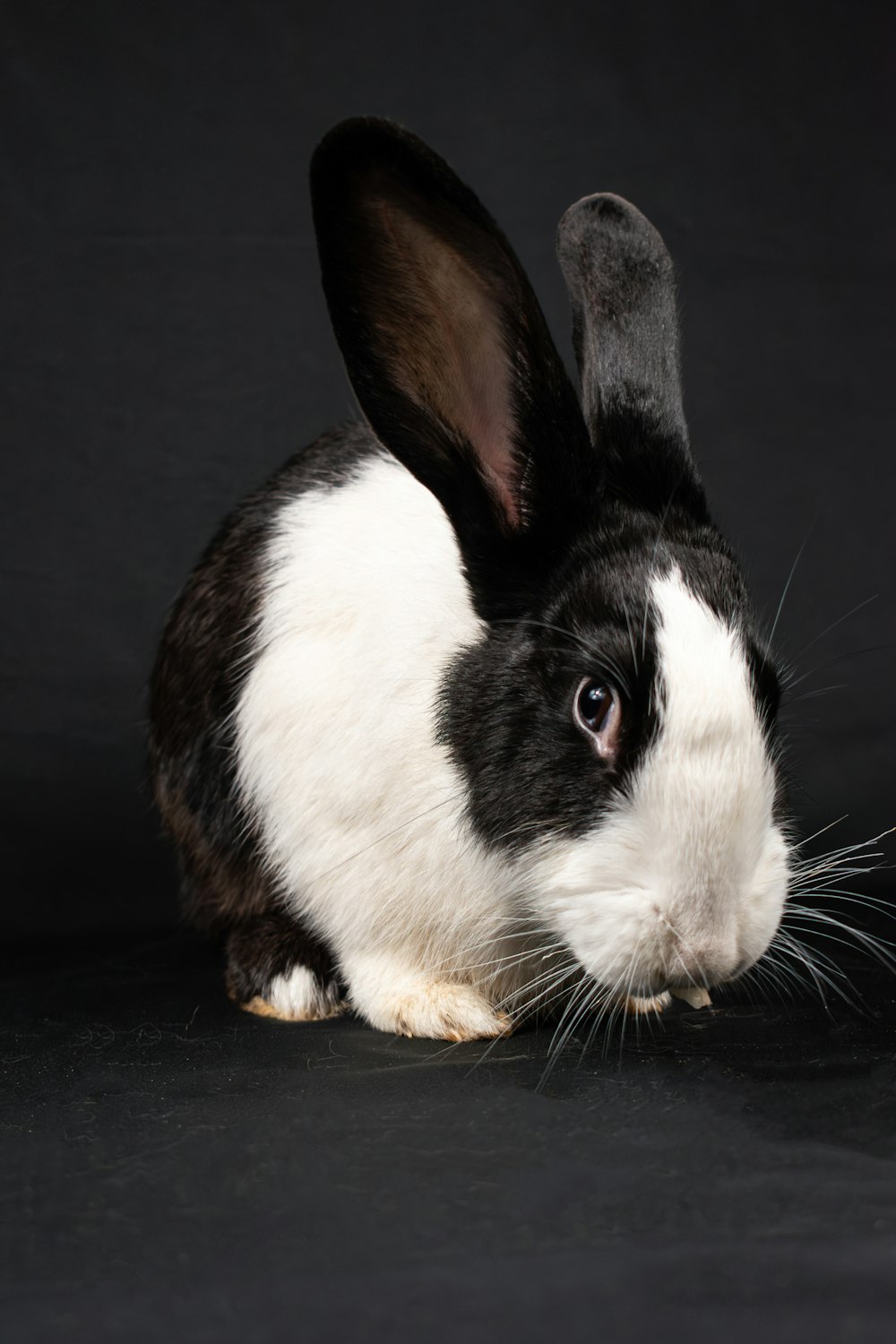 a black and white rabbit sitting on a black surface
