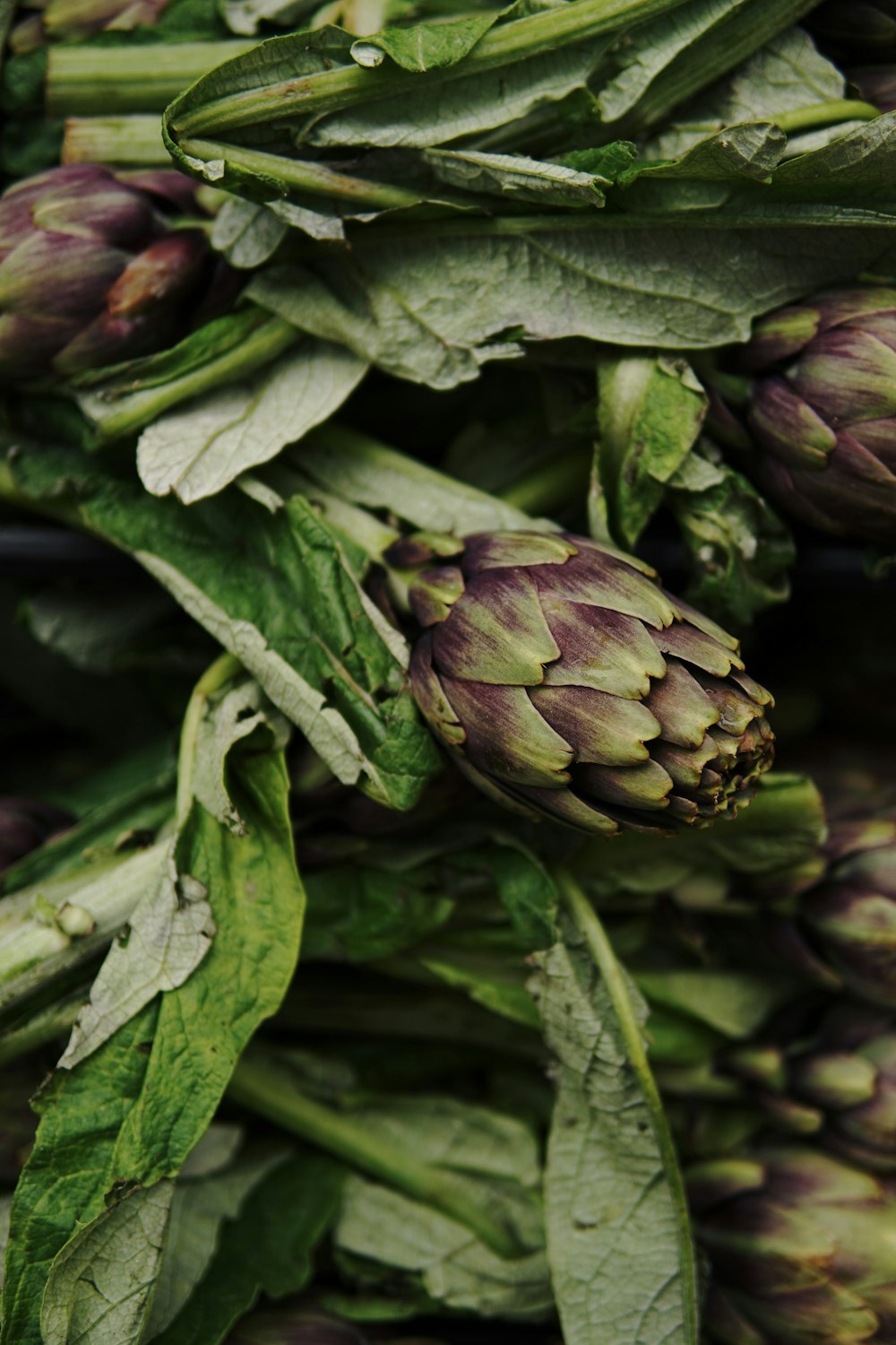 a bunch of artichokes with green leaves on them
