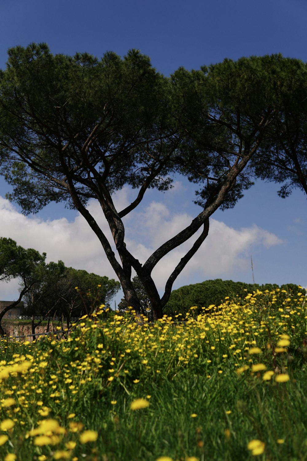 a field full of yellow flowers and trees