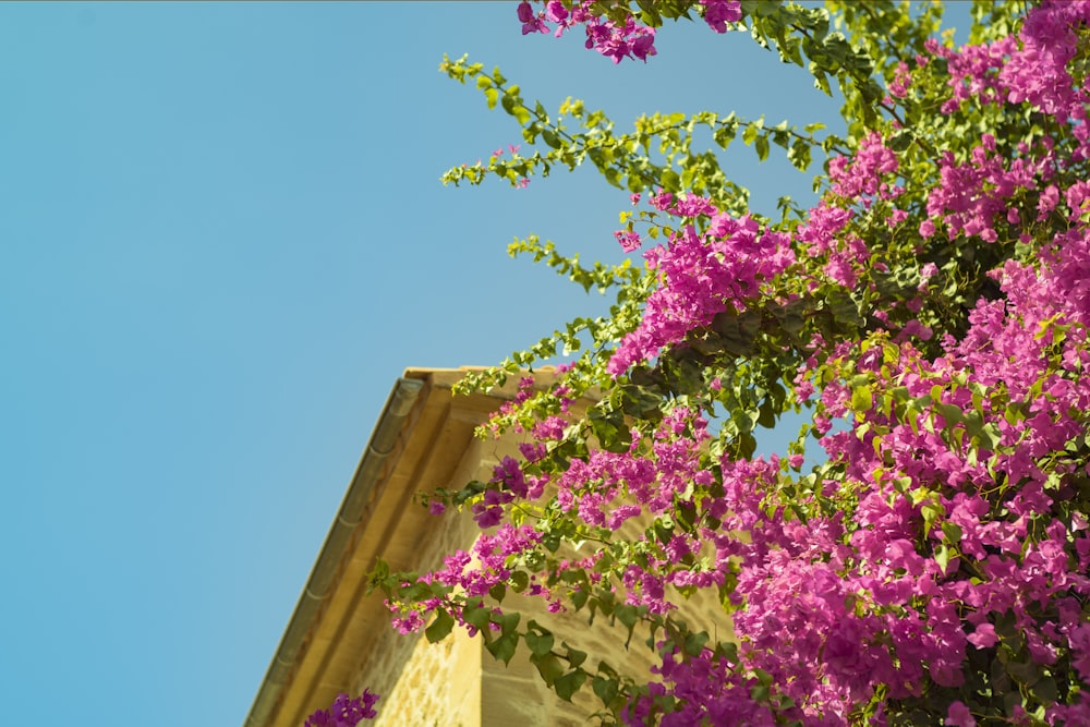 uma árvore com flores roxas na frente de um edifício