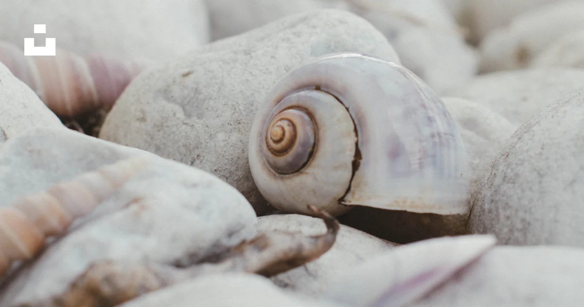A close up of a shell on some rocks photo – Free Sea Image on Unsplash