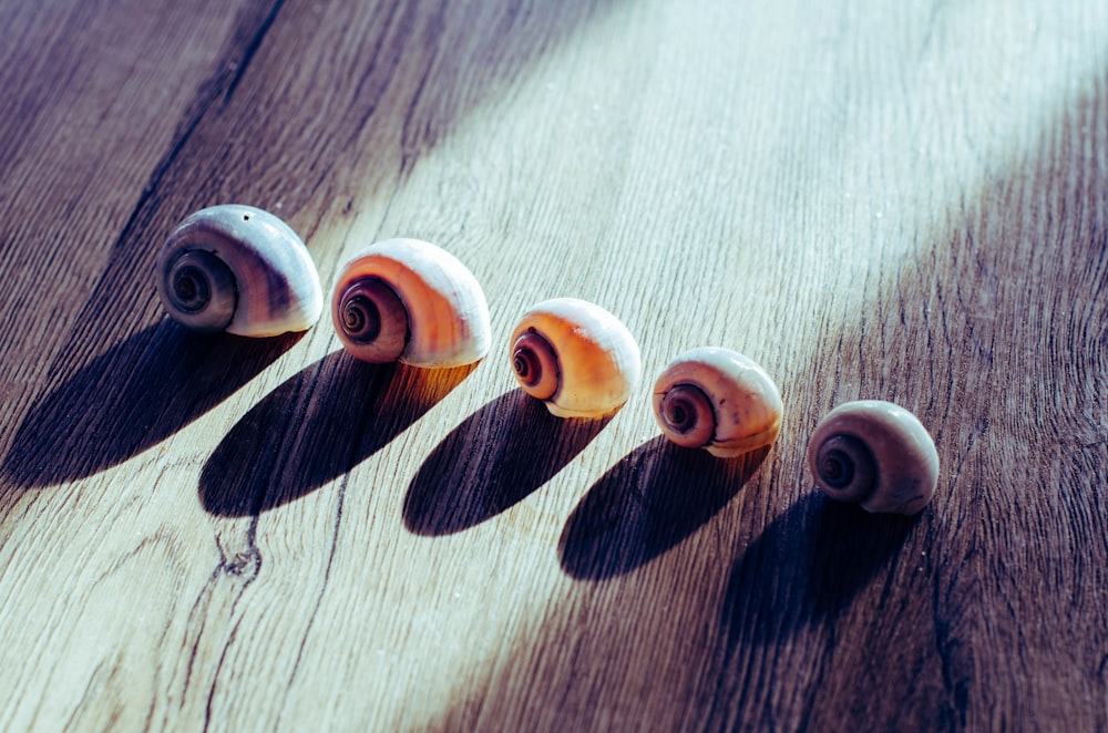 a group of sea shells sitting on top of a wooden table