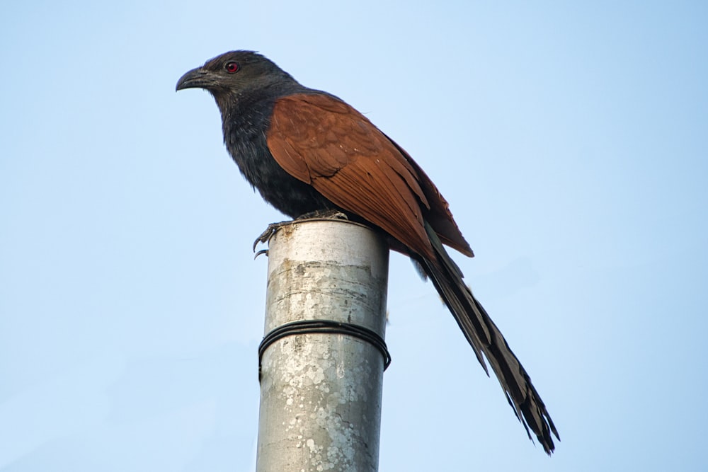 a bird sitting on top of a metal pole