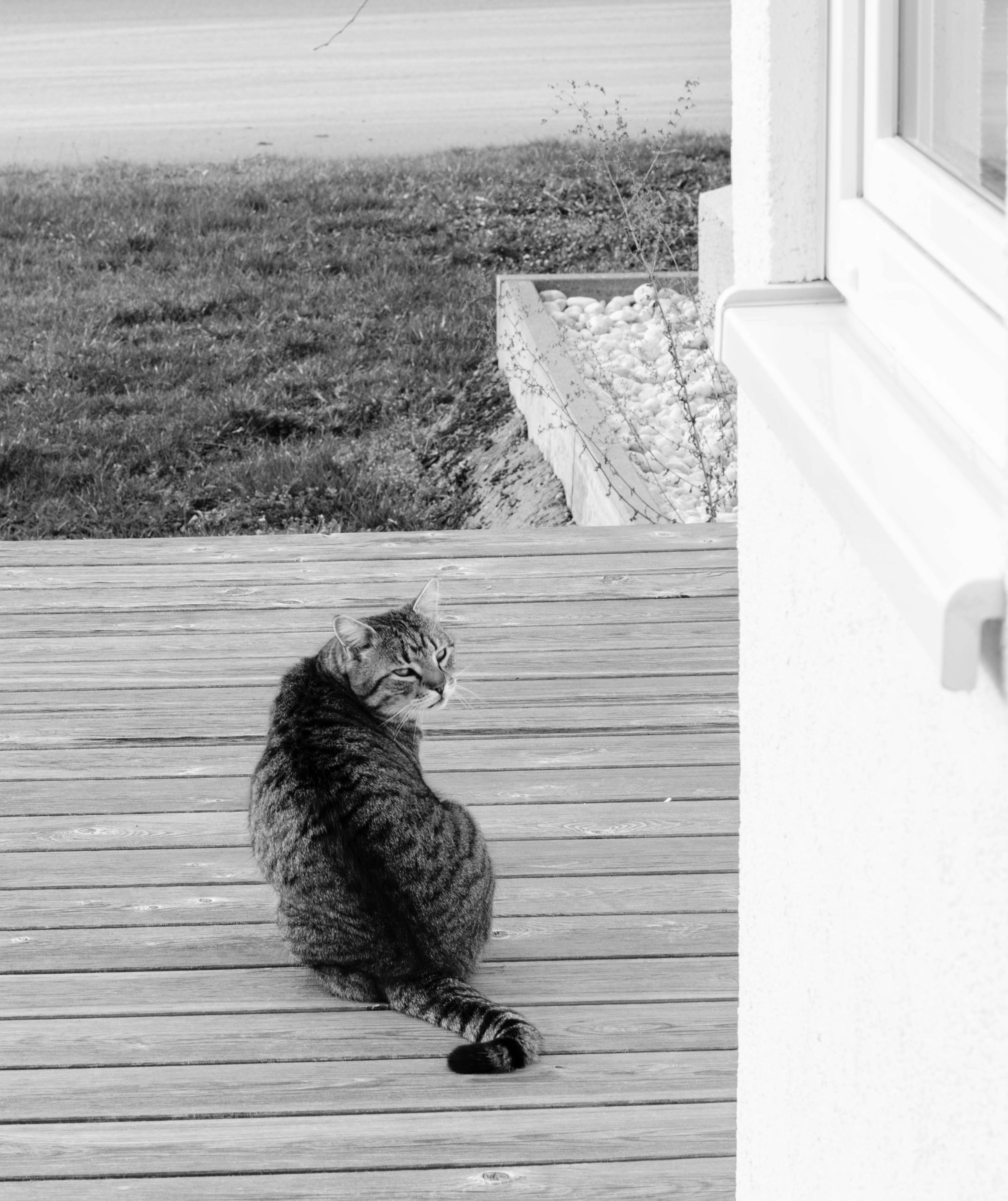 a cat sitting on a wooden deck looking out a window