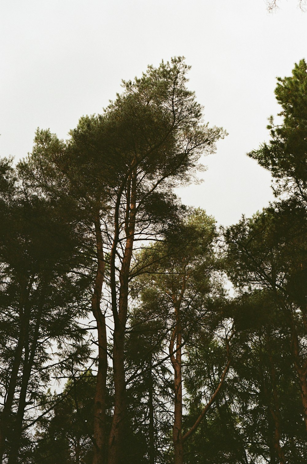 a herd of sheep grazing on top of a lush green forest