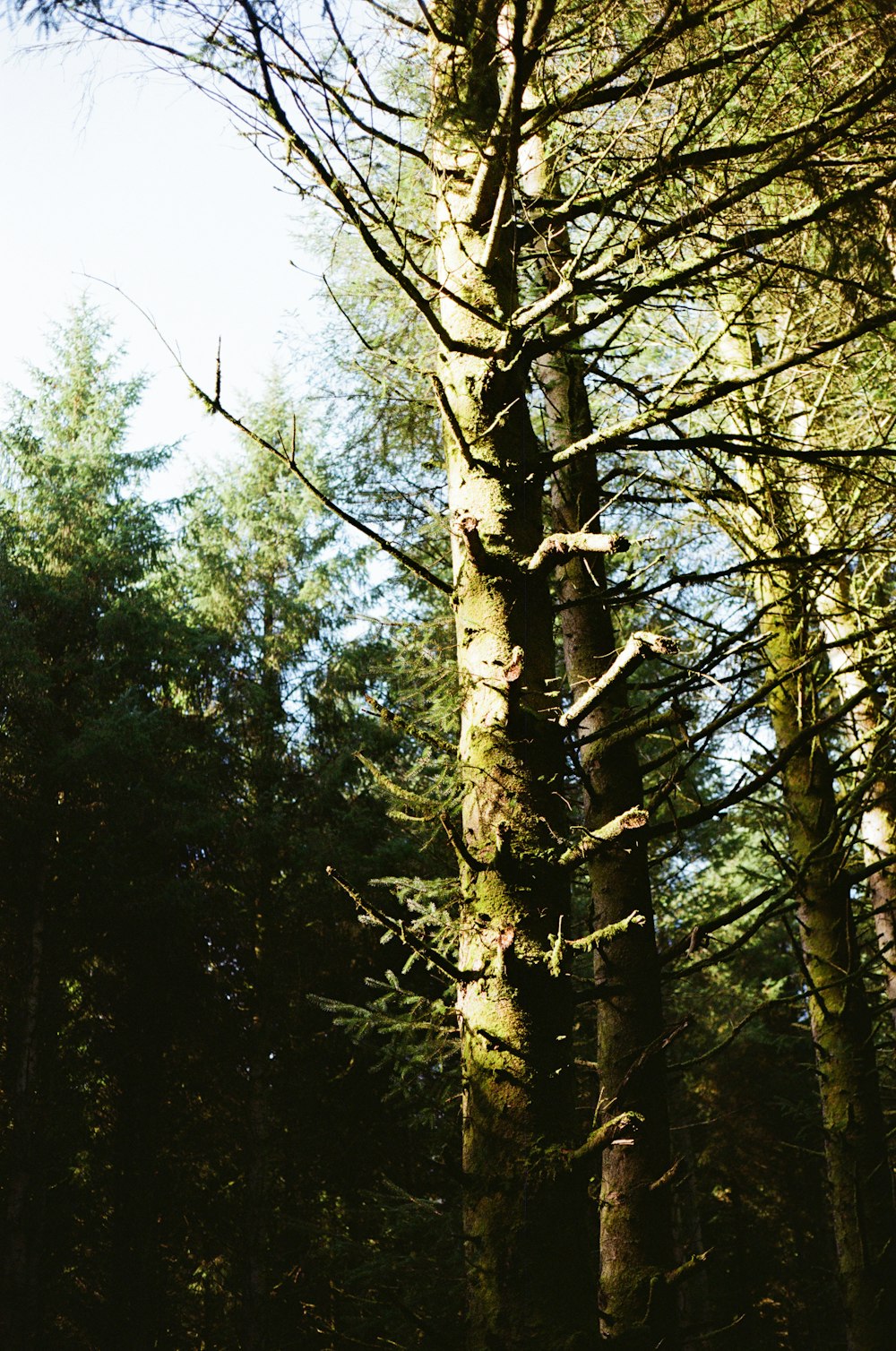 a forest filled with lots of tall trees