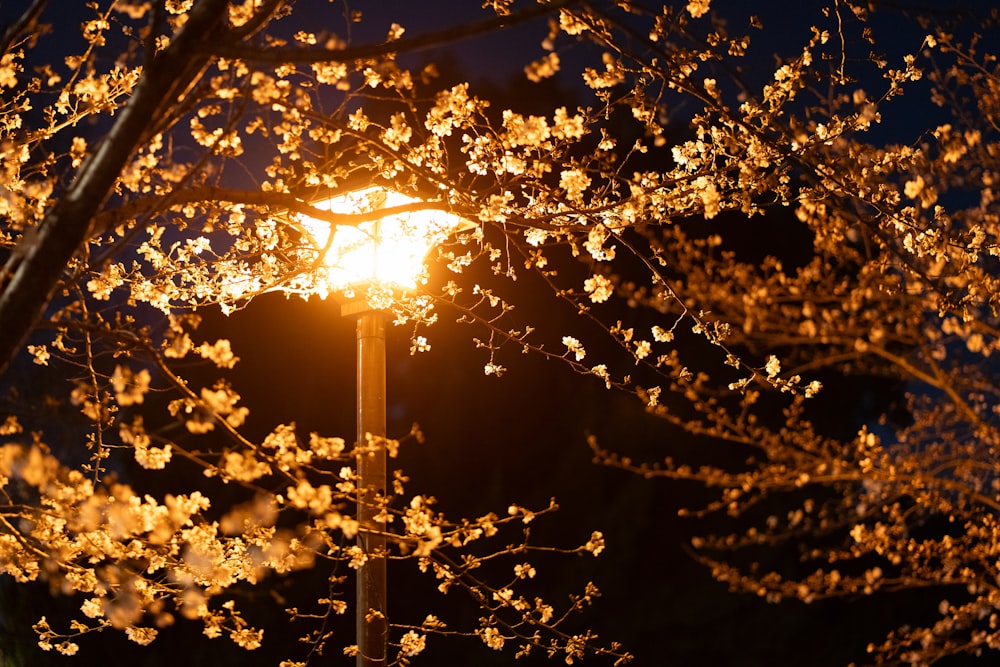 a street light in the middle of a tree