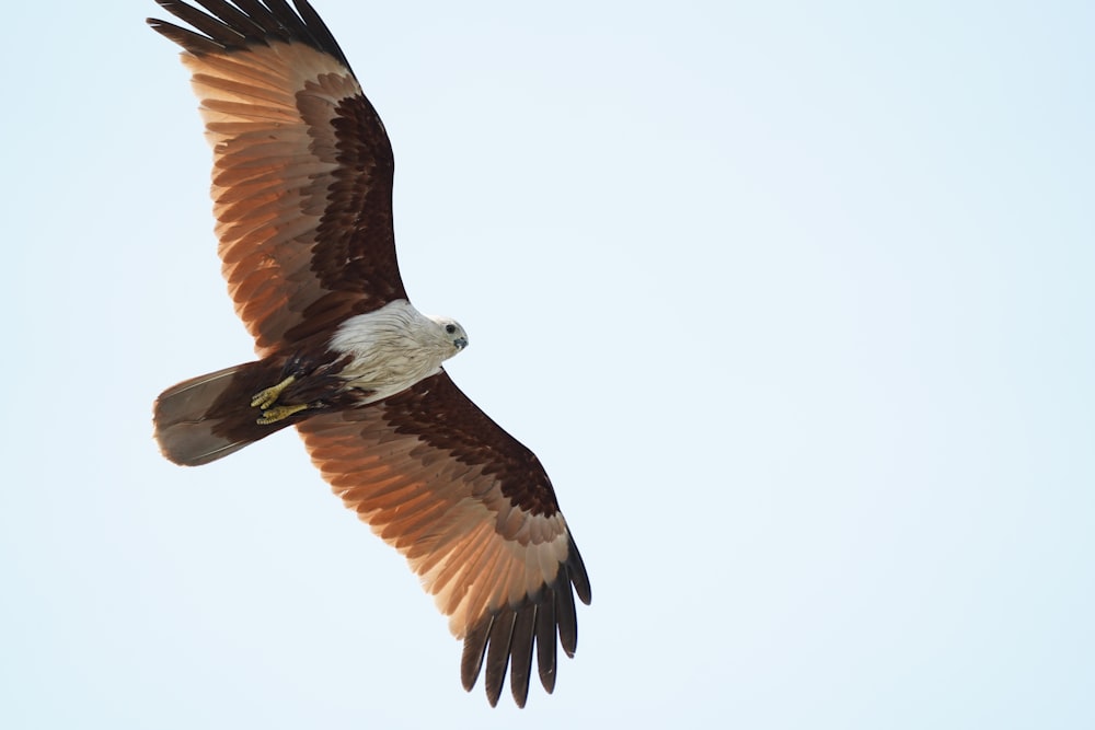 a large brown and white bird flying in the sky