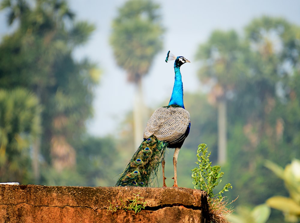 un pavo real parado en lo alto de una pared de ladrillos