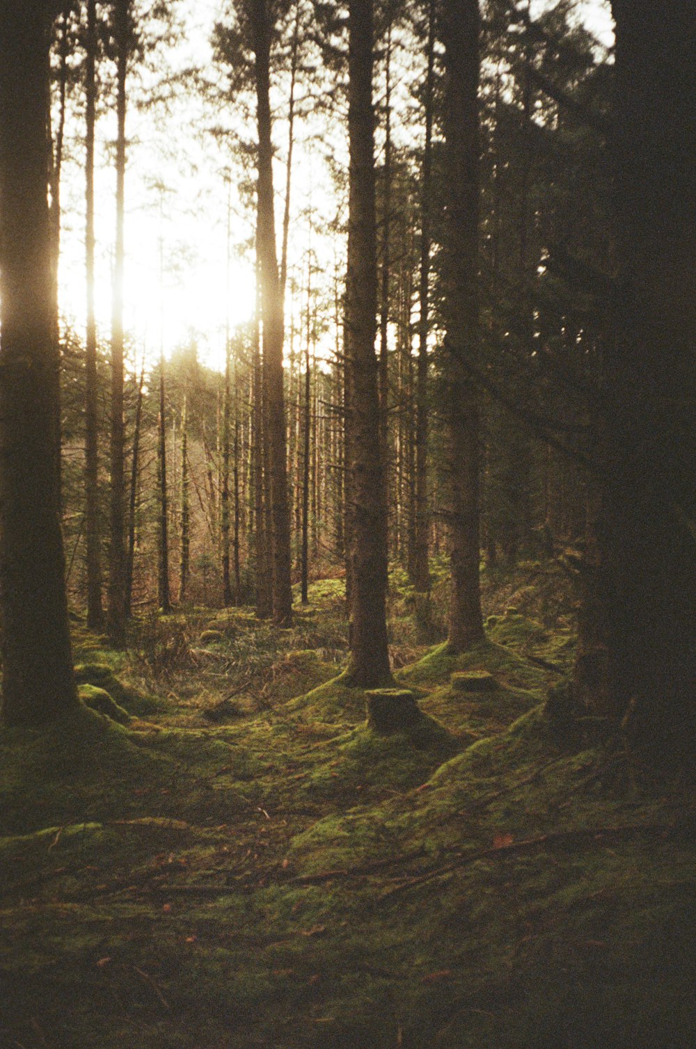 the sun is shining through the trees in the forest