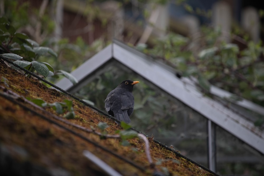 a black bird sitting on top of a roof