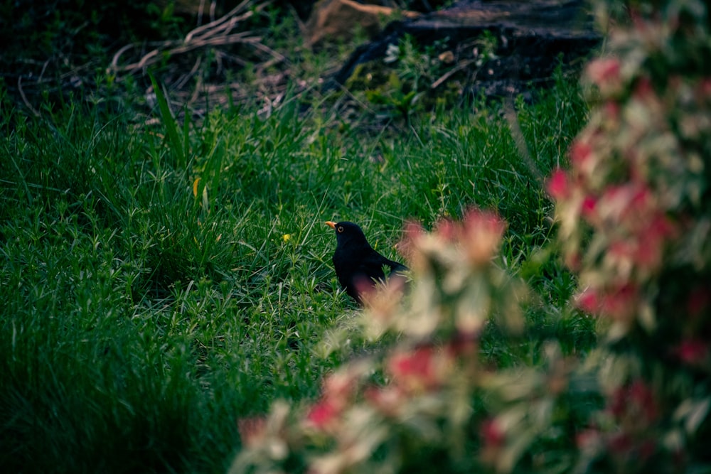 a small black bird sitting in the grass