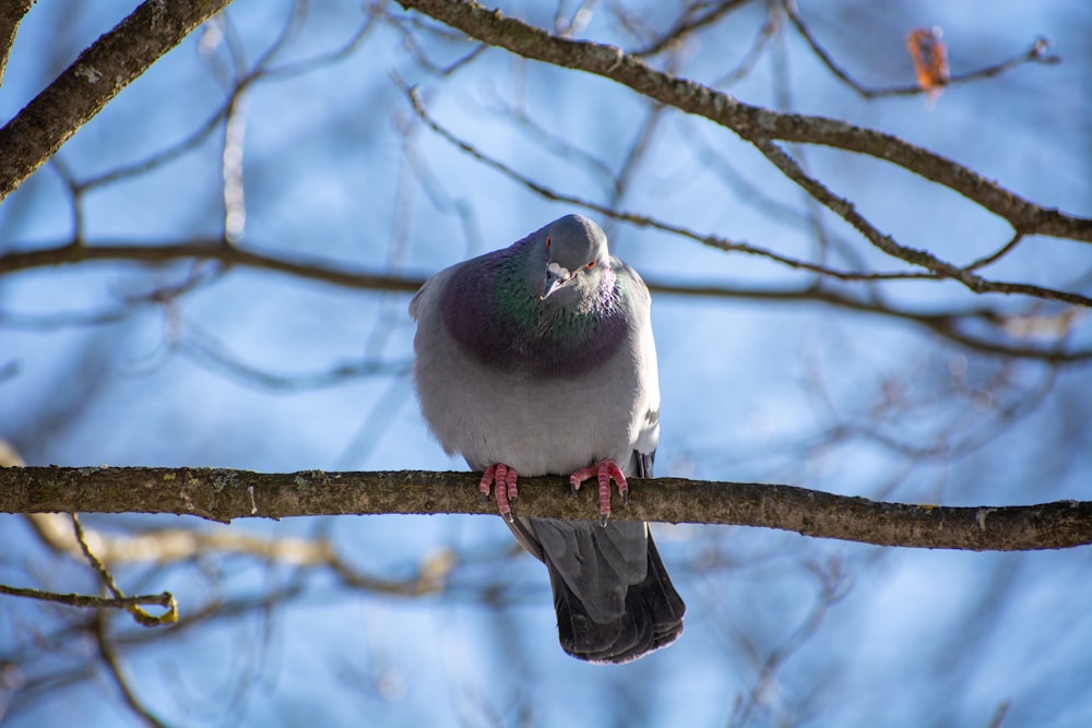 a pigeon sitting on a branch of a tree