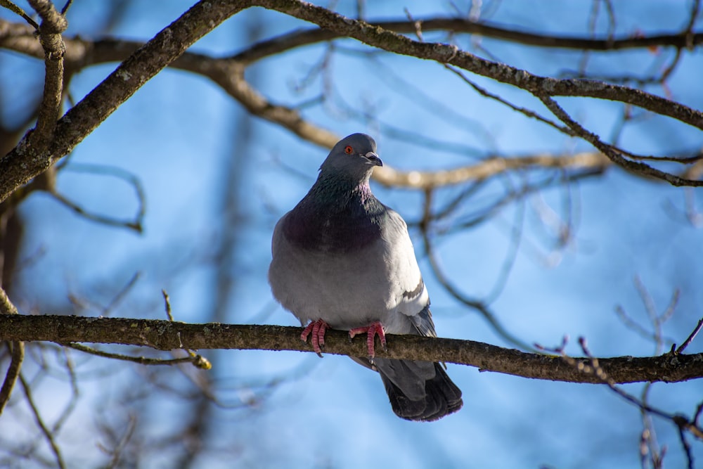 a pigeon sitting on a branch of a tree