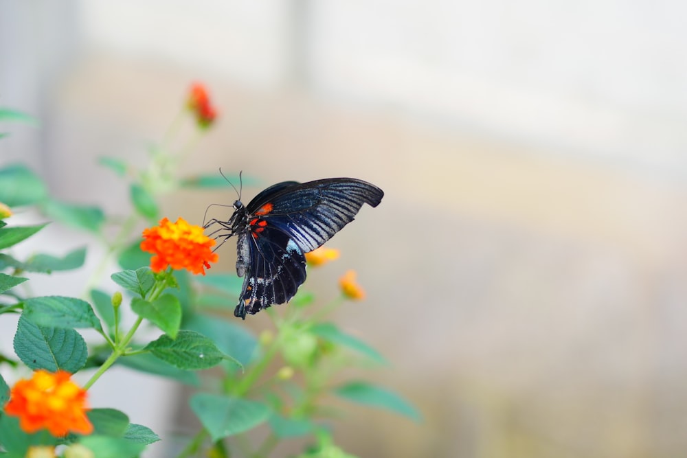 a black and red butterfly sitting on top of a flower