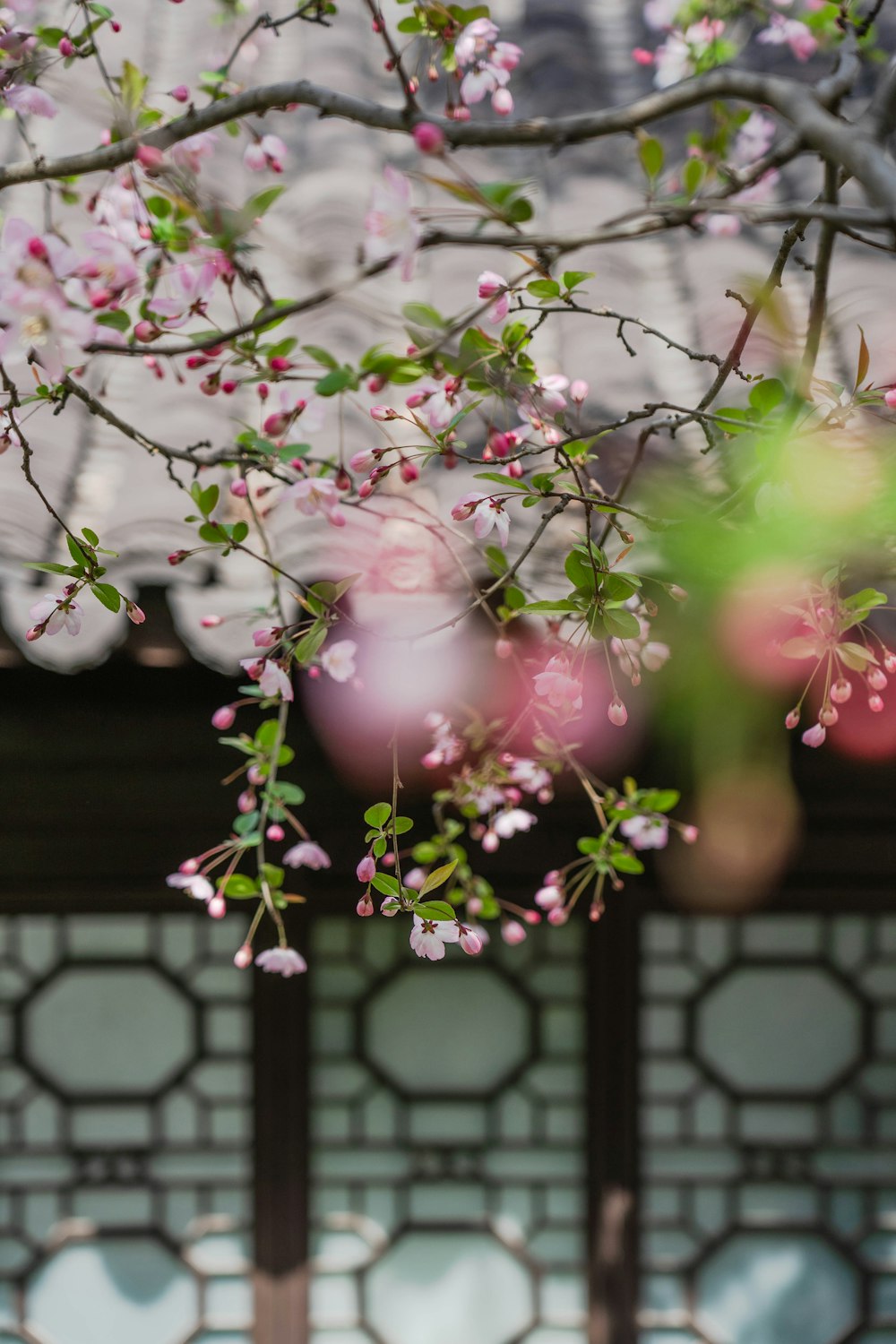 a close up of a tree with pink flowers