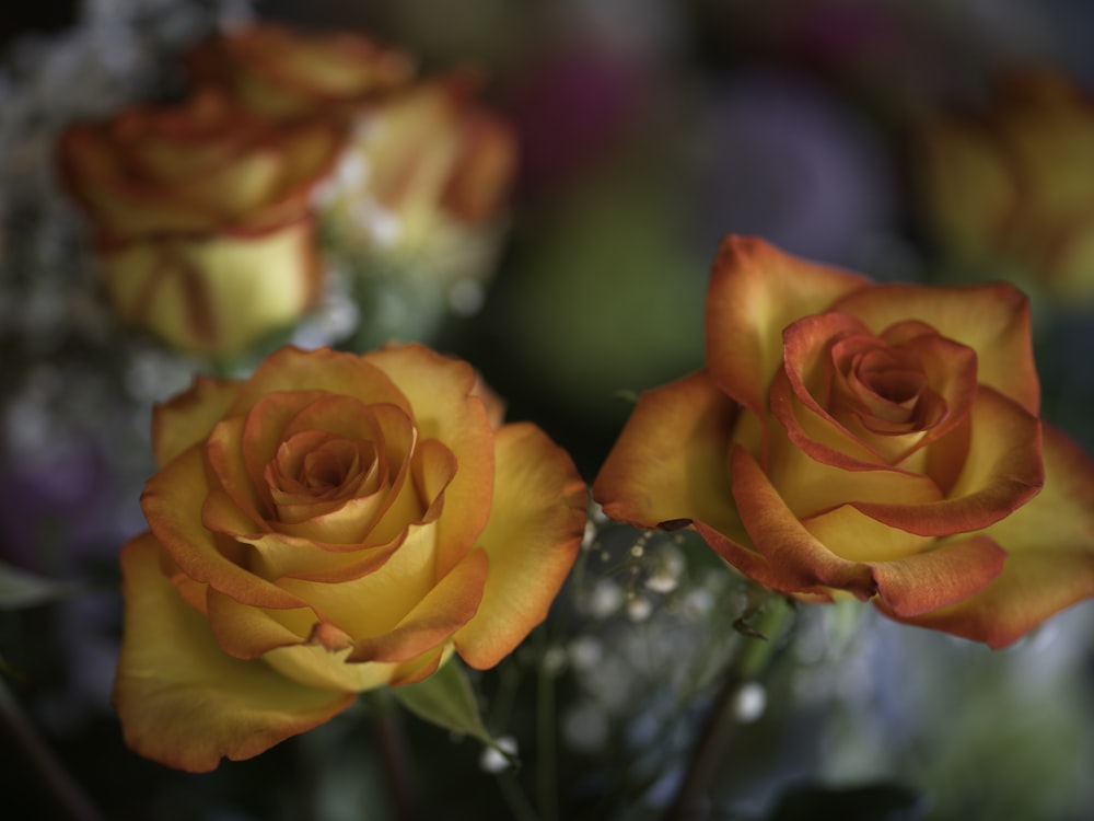 a close up of three yellow roses in a vase