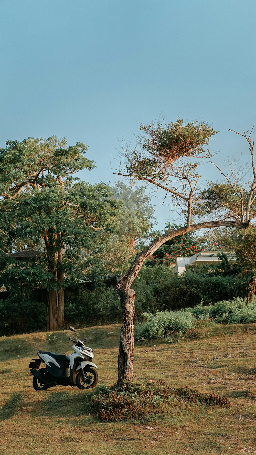 a scooter parked next to a tree in a field