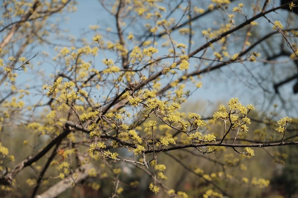 a close up of a tree with yellow flowers