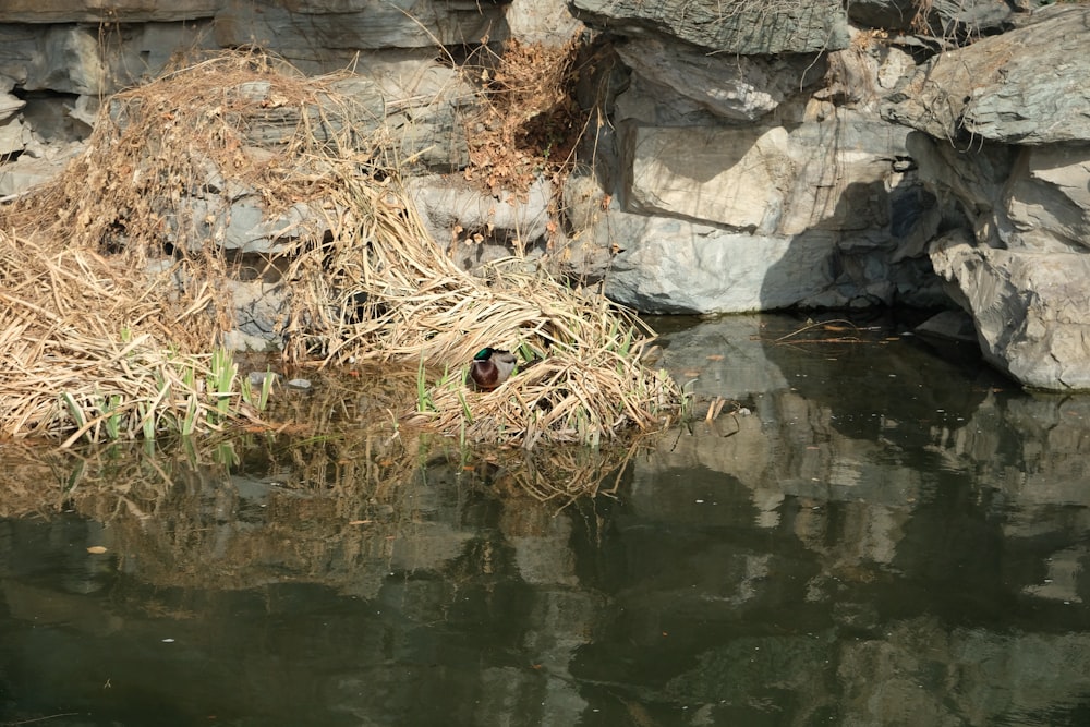 a bird sitting on top of a rock next to a body of water