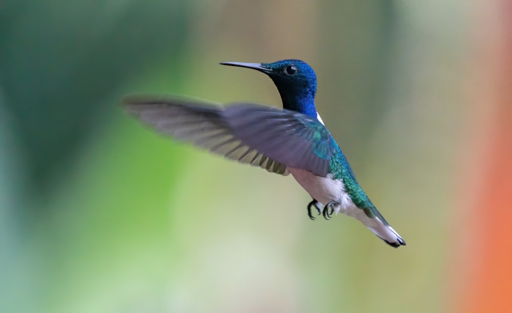 a hummingbird flying in the air with its wings spread