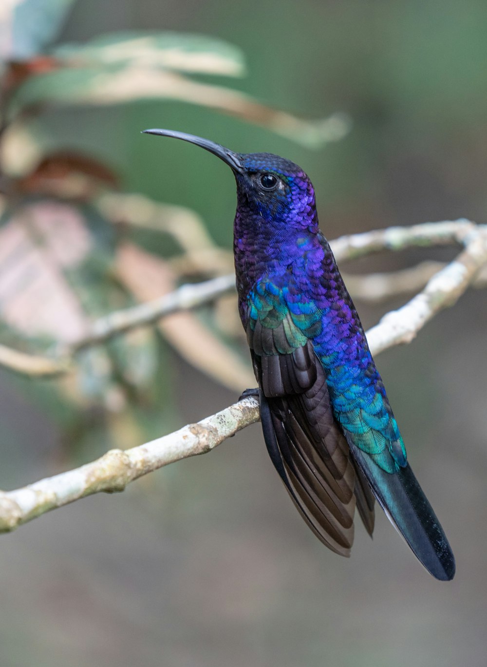 a colorful bird sitting on top of a tree branch