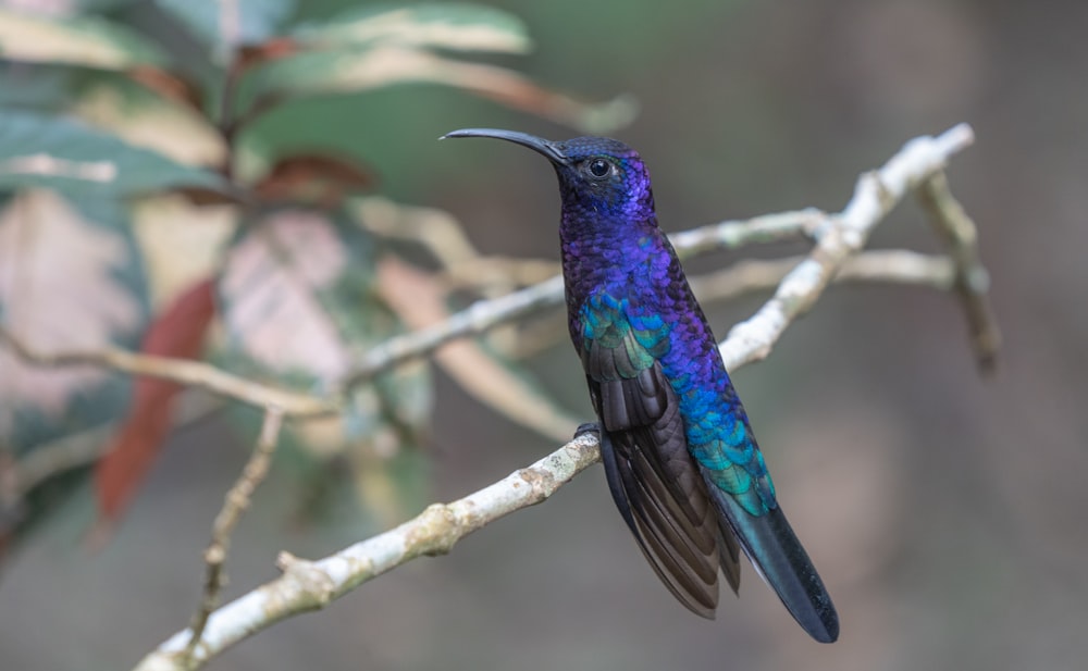 a blue and purple bird sitting on a tree branch