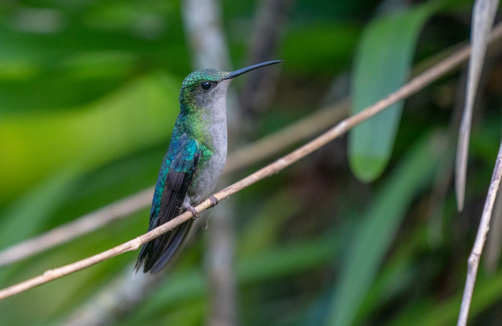 a small bird perched on a thin branch