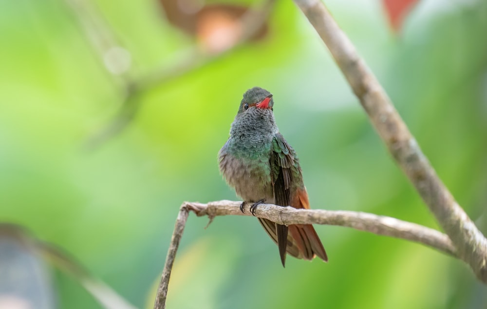 a small bird perched on a tree branch