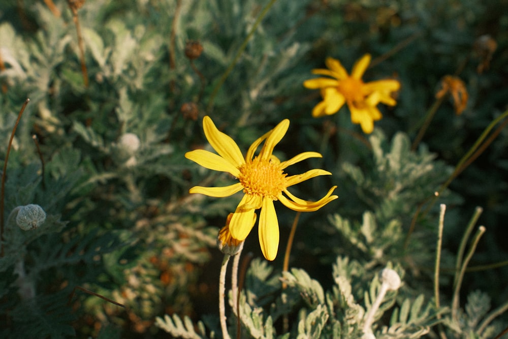 a close up of a yellow flower on a plant