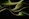 a black and green abstract background with wavy lines