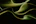 a black and green abstract background with wavy lines
