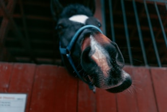 a close up of a horse's head with a sign in the background