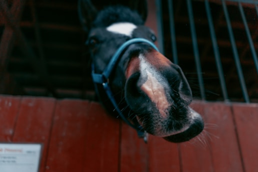 a close up of a horse's head with a sign in the background