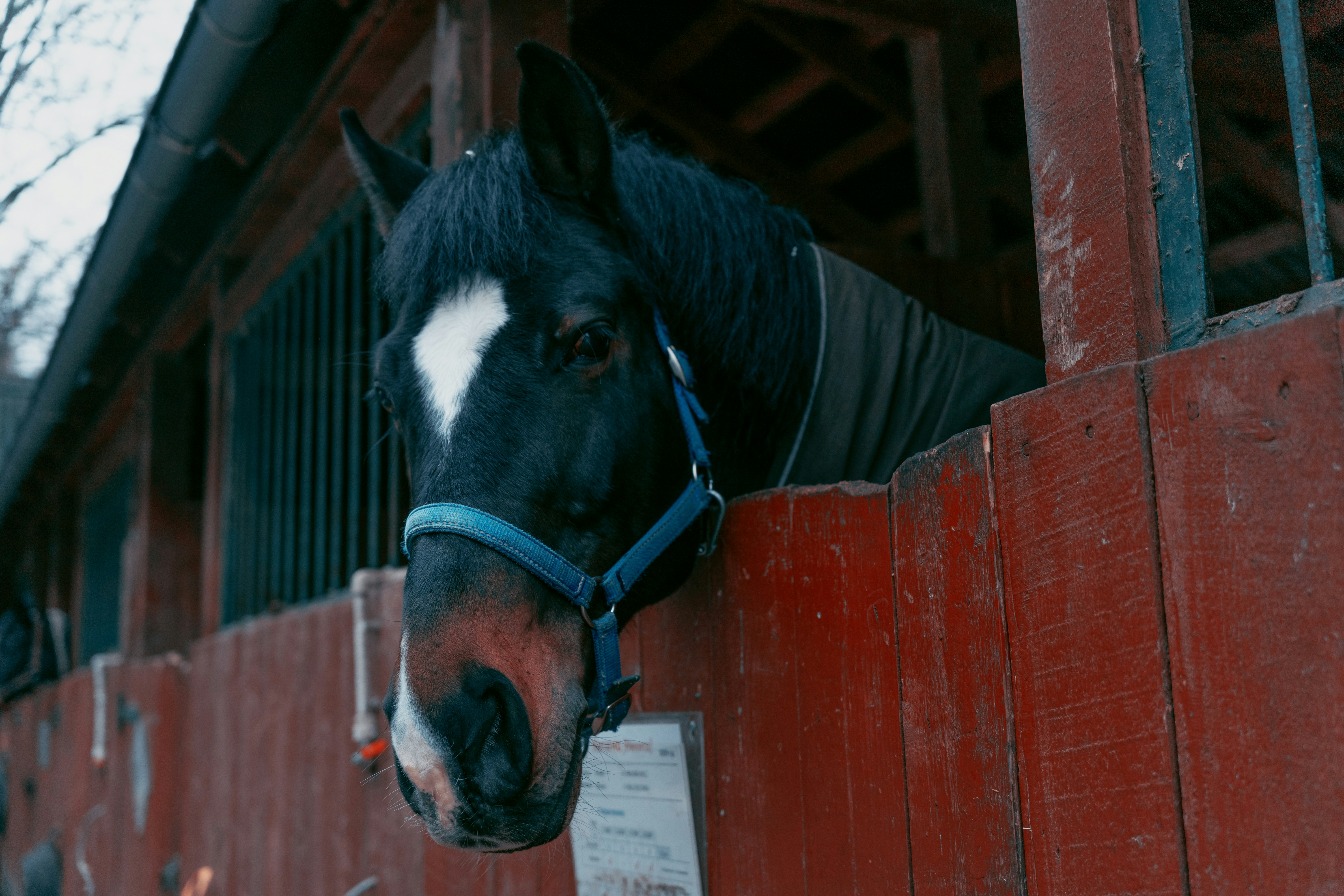 赤い柵に頭を突っ込む黒と白の馬