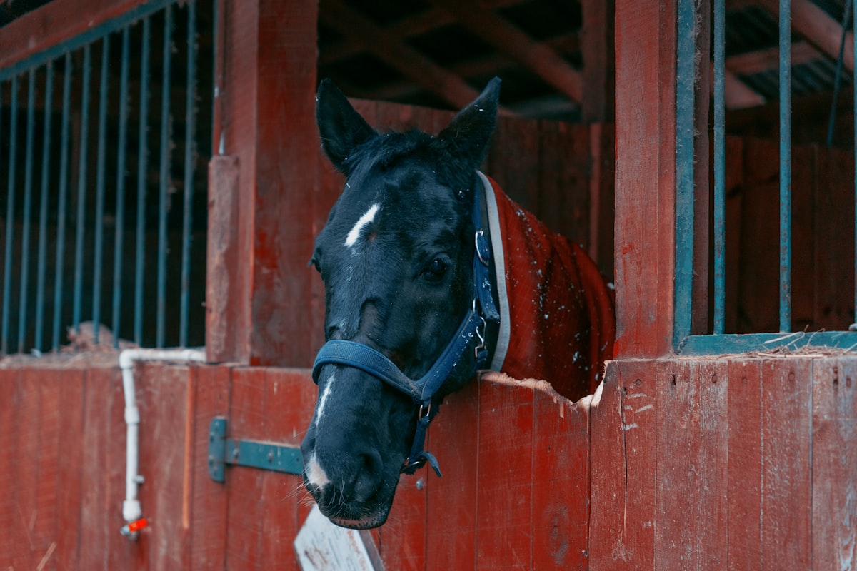 Equestrian paddock and arena on Ramona horse property