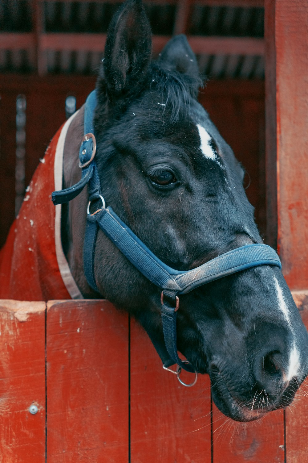 a close up of a horse's head sticking its head over a fence