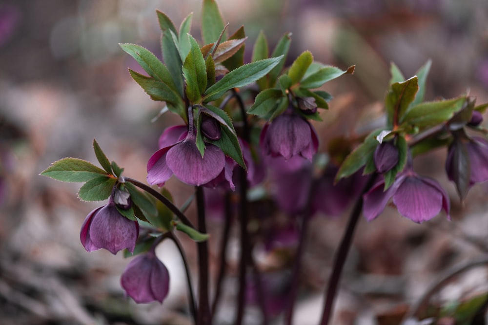 a group of purple flowers with green leaves