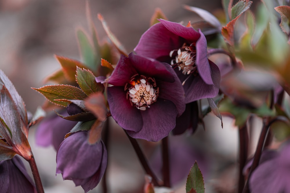 a close up of a purple flower with green leaves