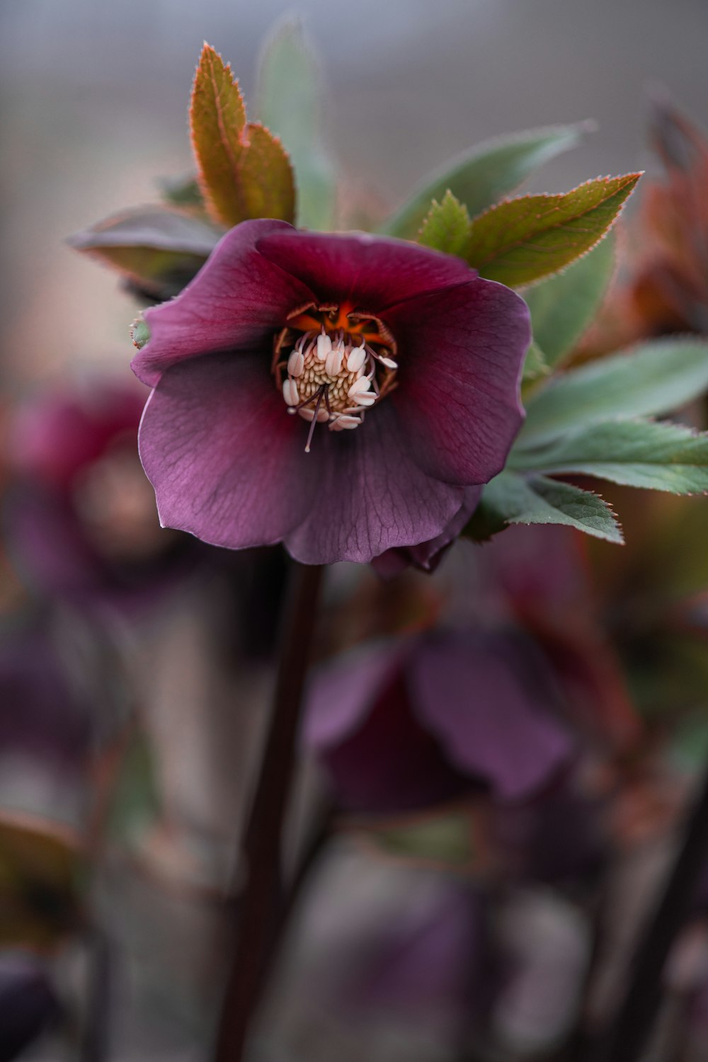 a close up of a purple flower with green leaves