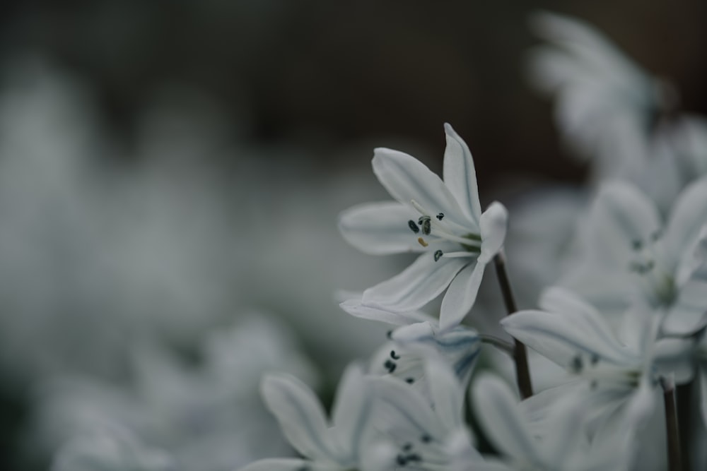 a bunch of white flowers with a blurry background