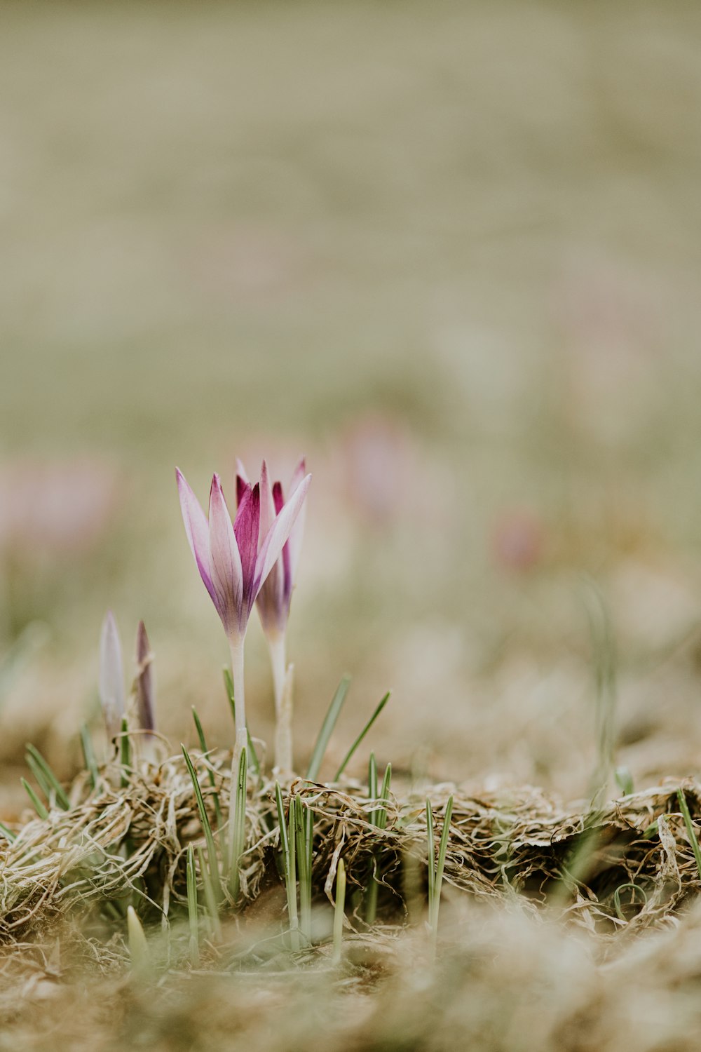 a couple of flowers that are in the grass