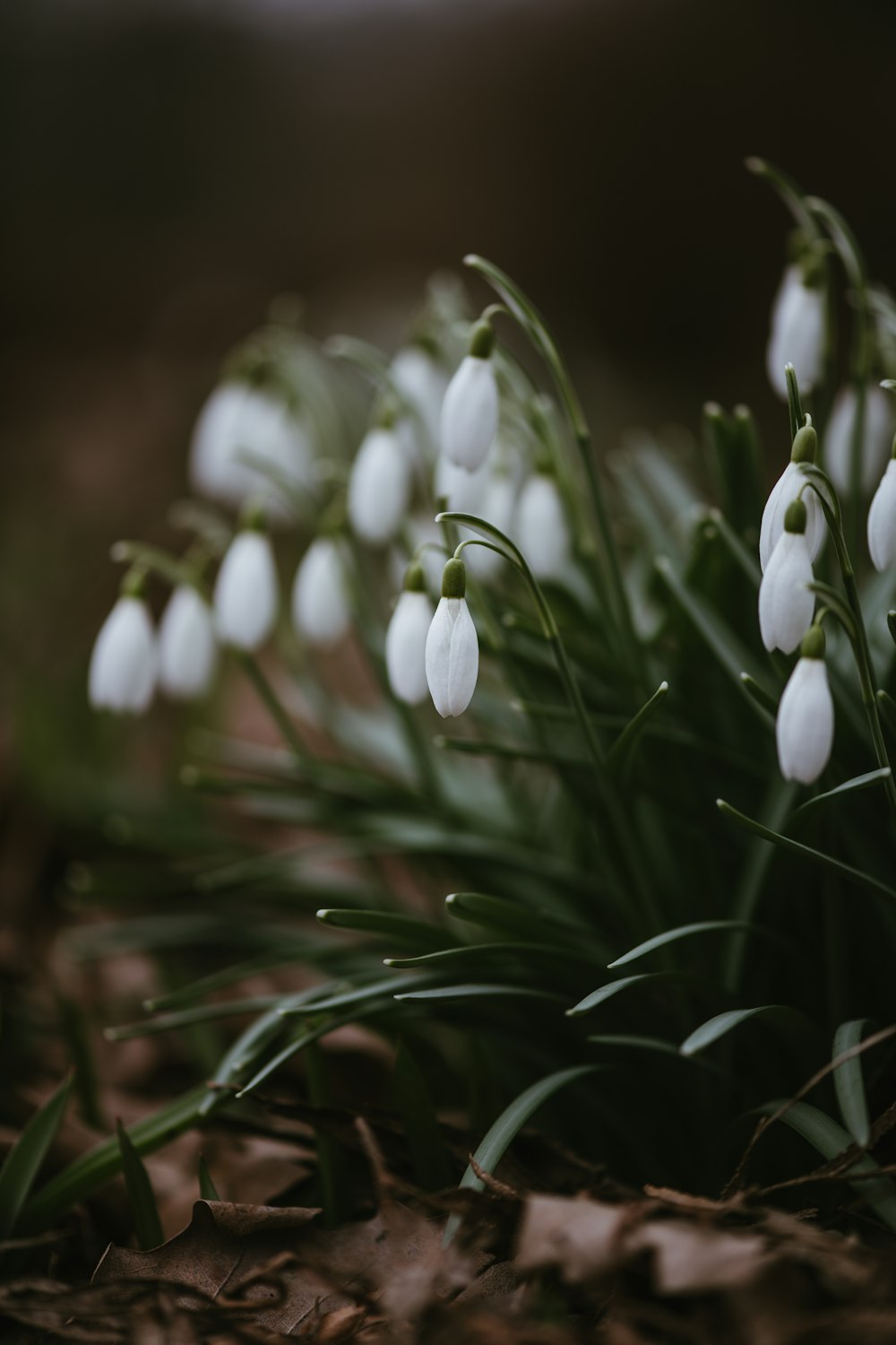 a bunch of white flowers that are in the dirt