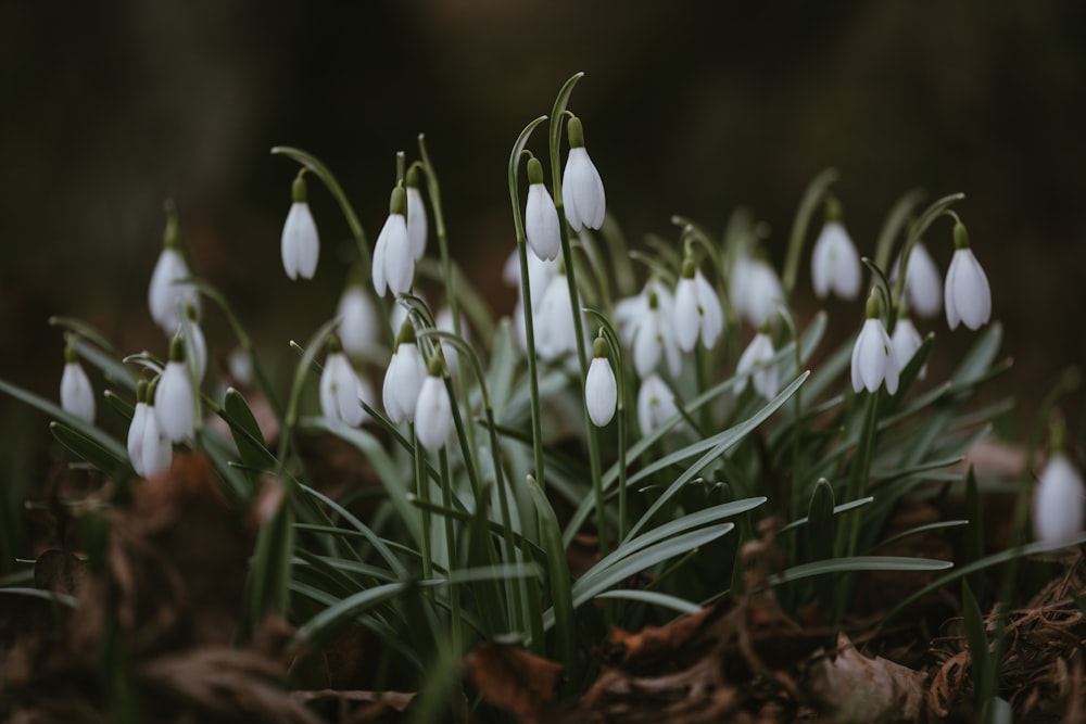 a group of snowdrops that are growing out of the ground