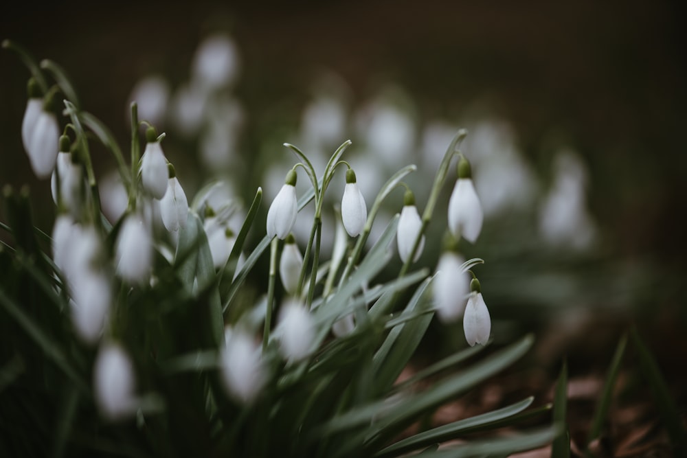 a close up of a bunch of white flowers