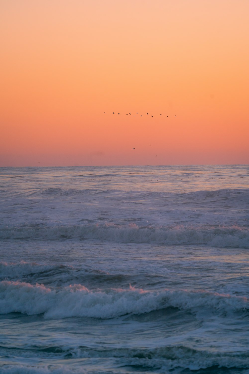 夕暮れ時に海の上を飛ぶ鳥の群れ